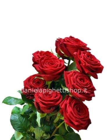 1 rosa rossa stelo extra ben confezionata