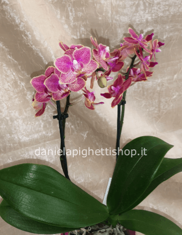 PIANTA DI PHALANOPSIS