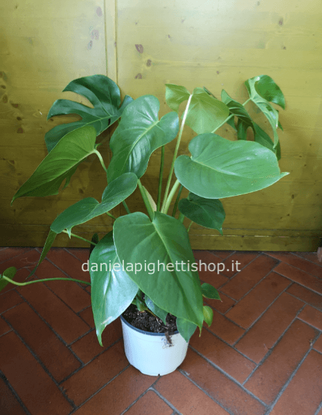 PIANTA VERDE