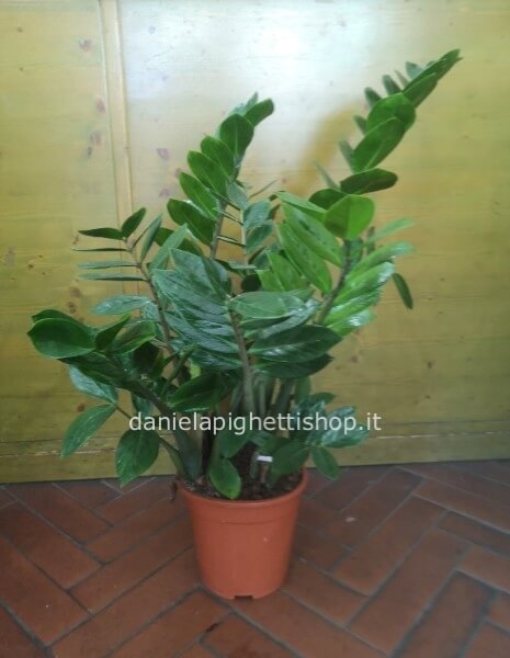 PIANTA DI ZAMIOCULCAS