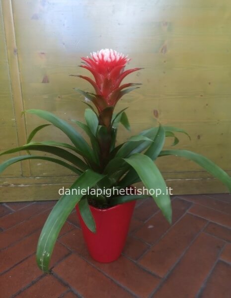 PIANTA DI GUZMANIA CON VASO IN CERAMICA